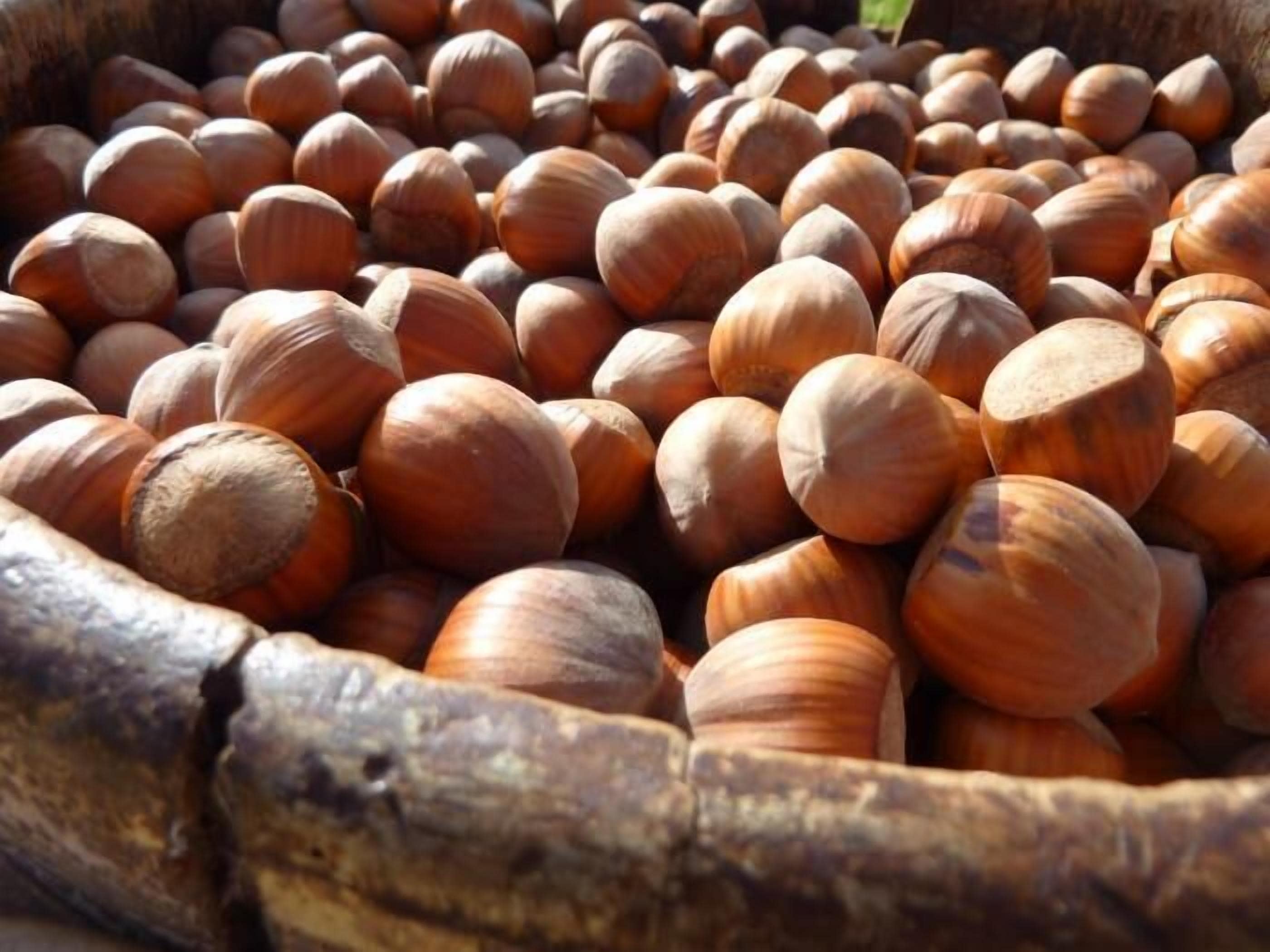 Hazelcreek Cottages — image 20