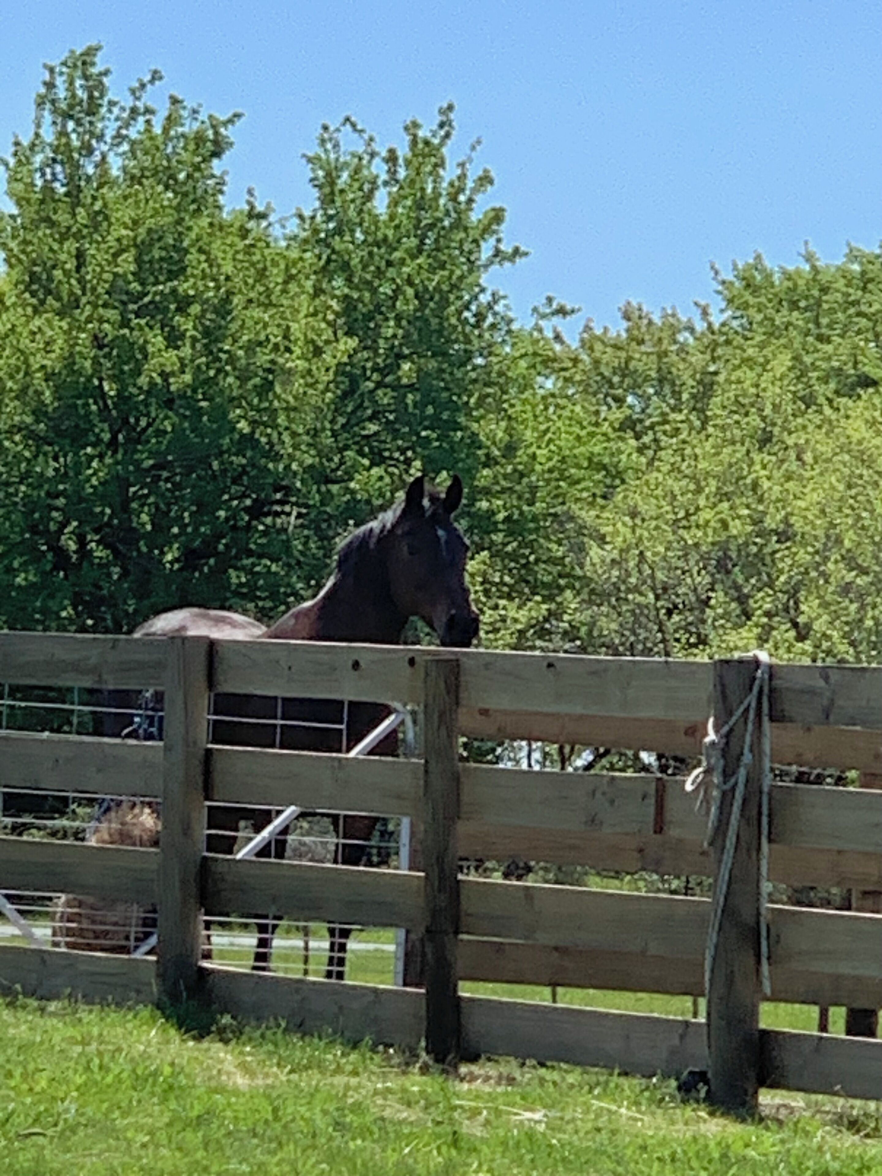 A horse behind a wooden fence in a grassy area with trees in the background.