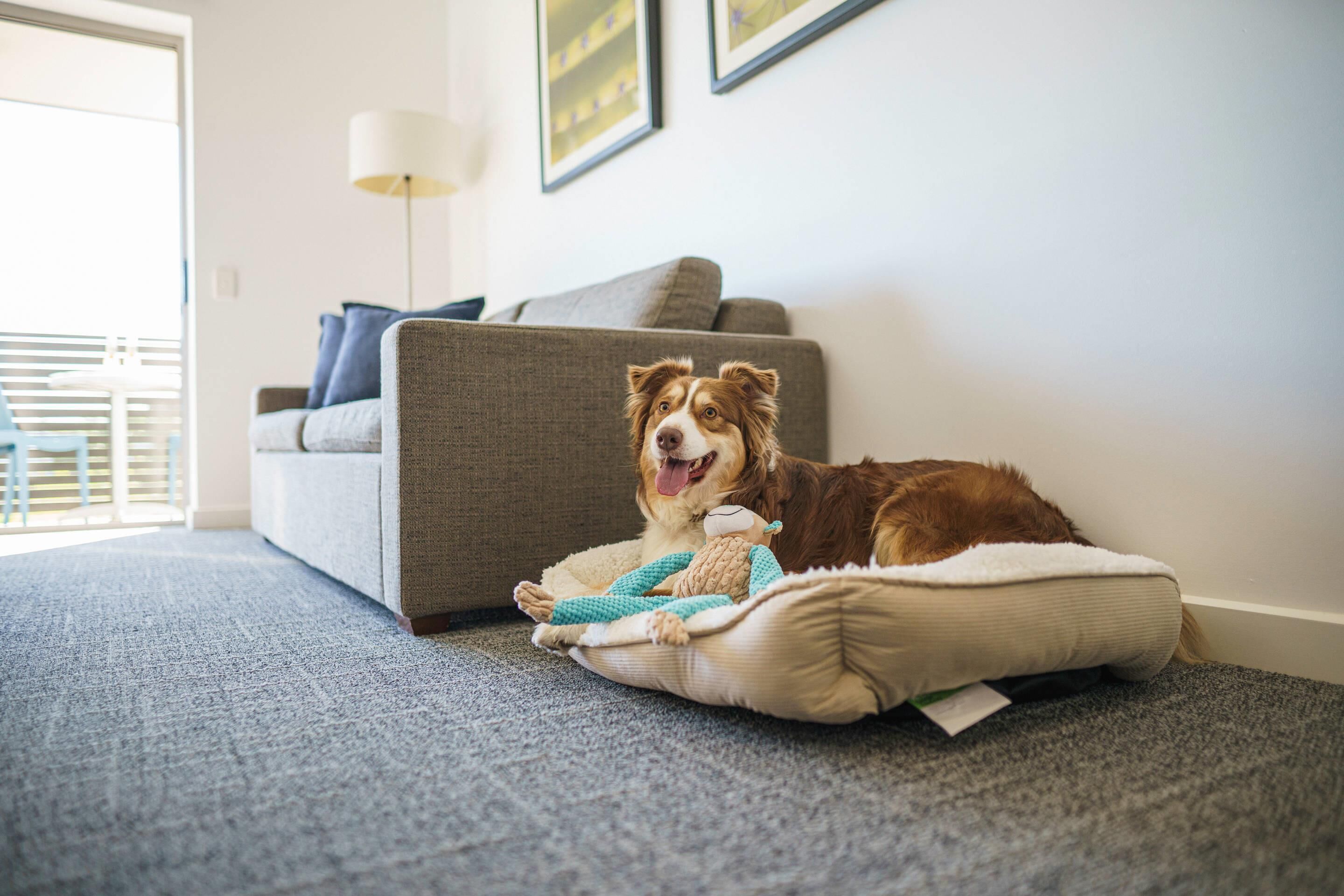 Un perro recostado sobre una cama para mascotas, con un juguete, en una sala de estar con un sofá gris y una lámpara al fondo.