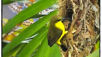 Un ave con plumaje amarillo y negro posada en un nido hecho de ramitas y hojas, rodeada de follaje verde.