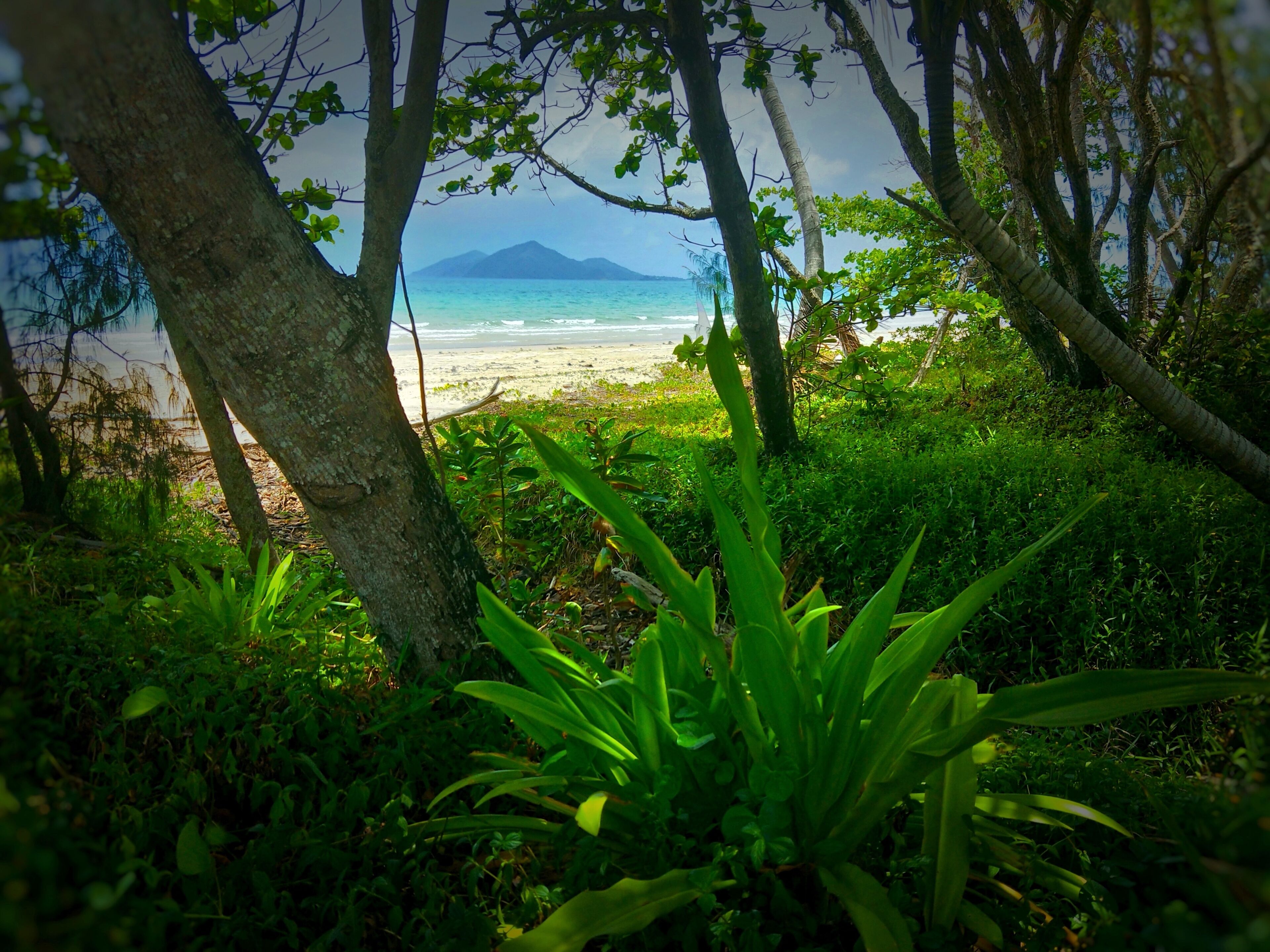 En tropisk strand med frodig vegetation och utsikt över havet.
