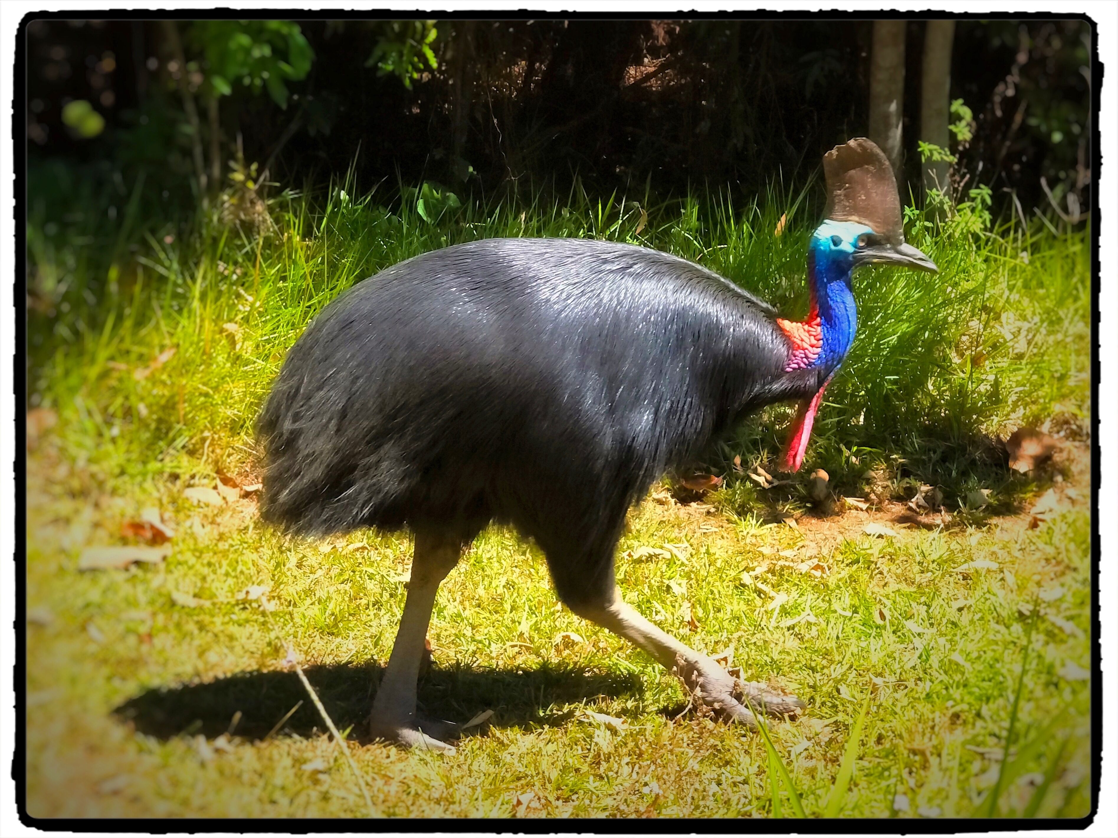 A bird with a long neck and a blue head standing on grass.
