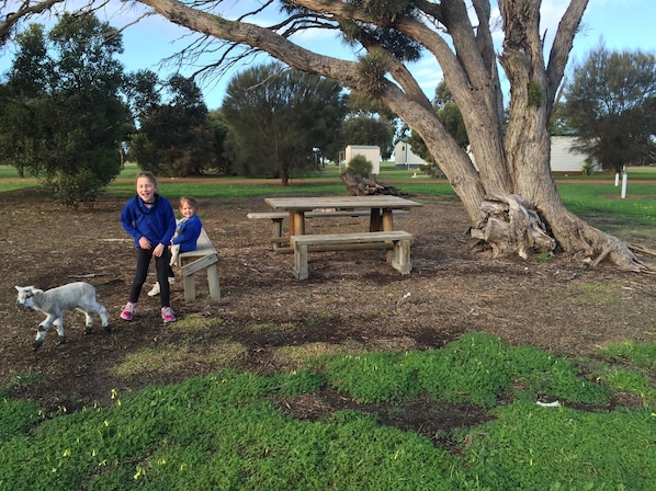 BBQ/picnic Area