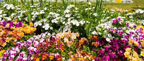 A garden with a variety of flowers and people walking around.