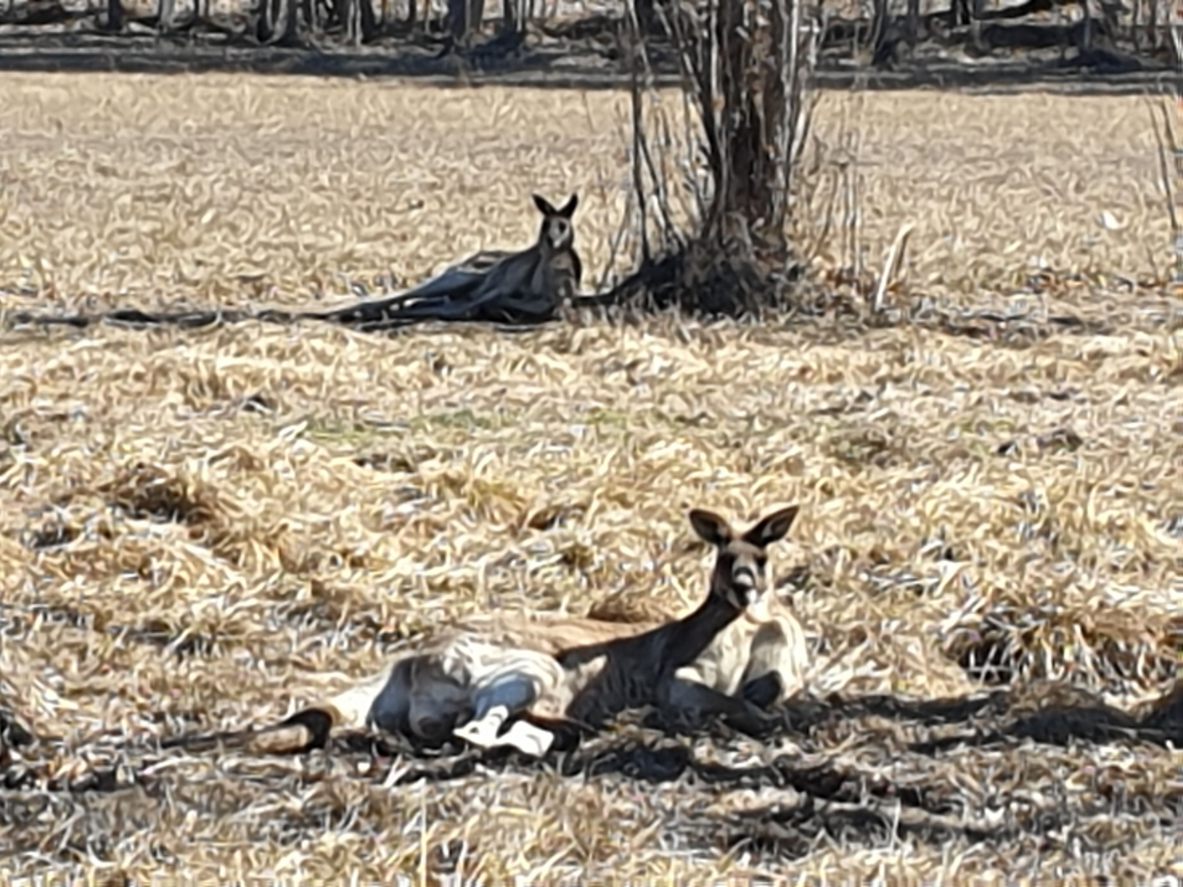 A kangaroo lying on dry grass with a tree in the background.