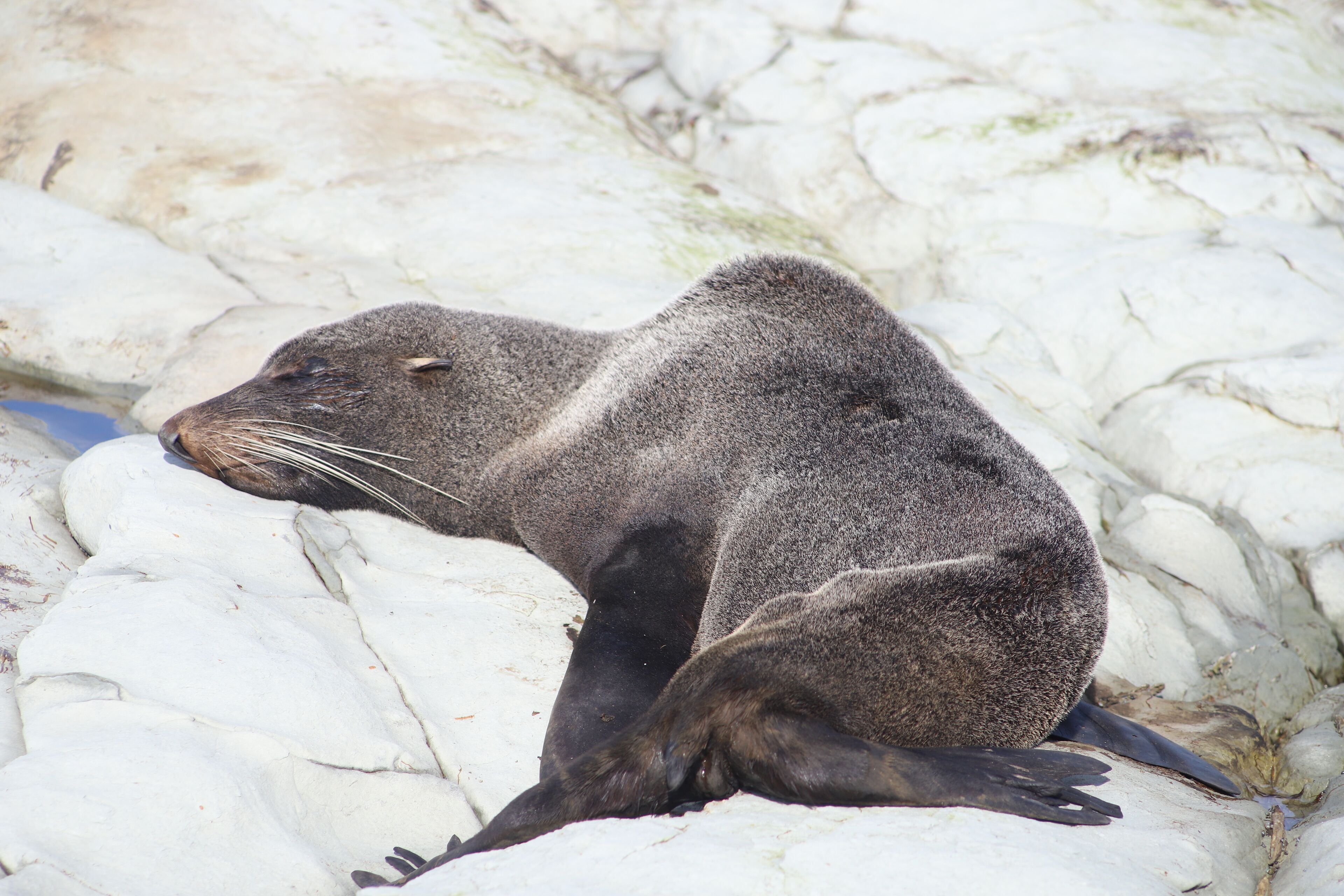 A seal resting on a rocky surface.