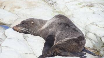 A seal resting on a rocky surface.