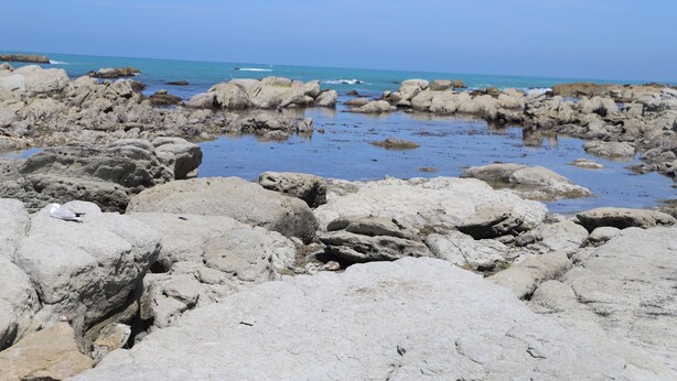 A rocky beach with large boulders and calm water. - Sierra Beachfront Motel (Kaikoura)