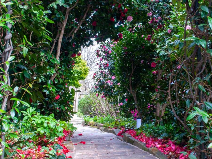A stone pathway flanked by lush greenery and flowering plants.