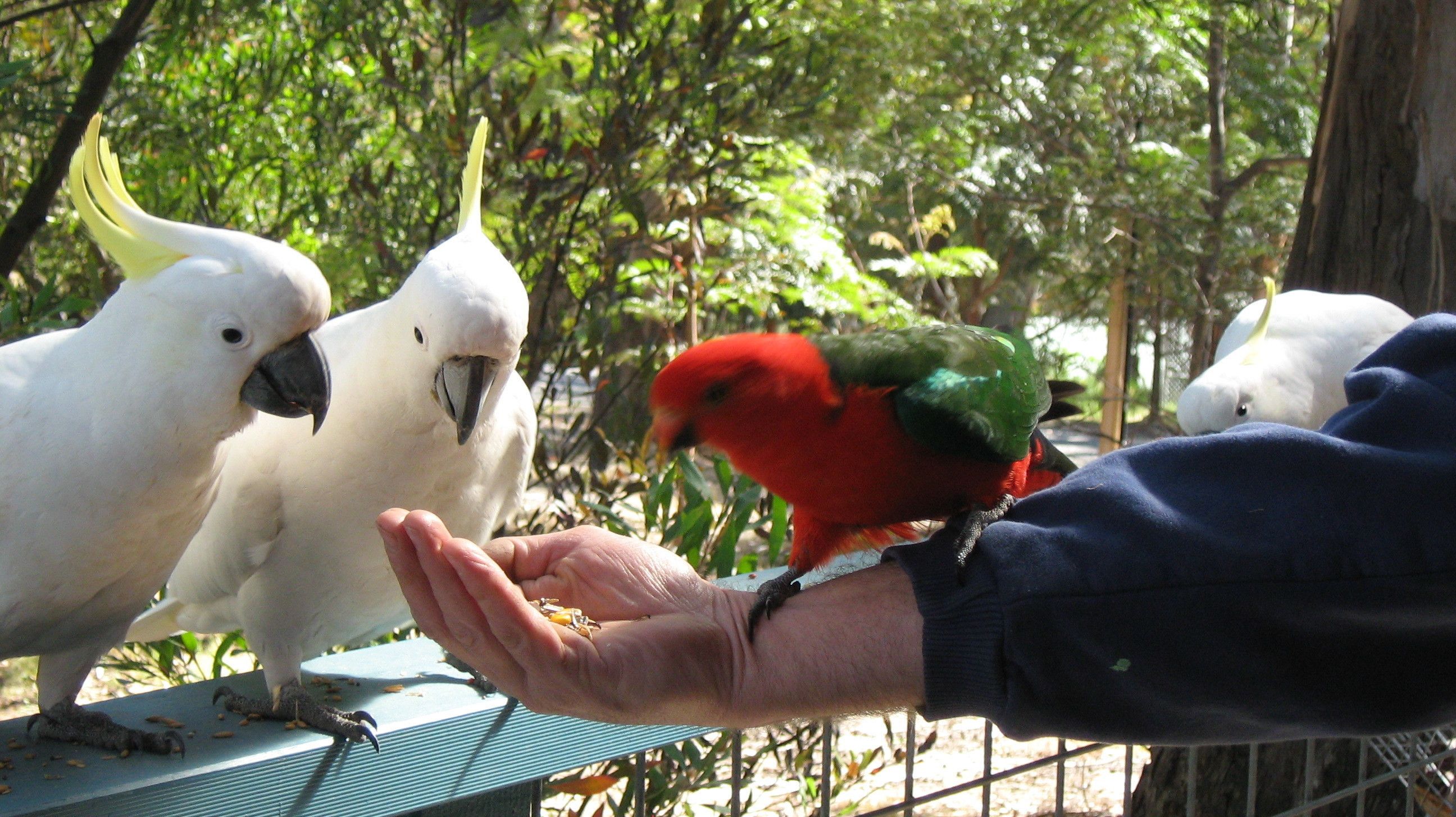A person feeding birds, including white and red parrots, at a zoo.
