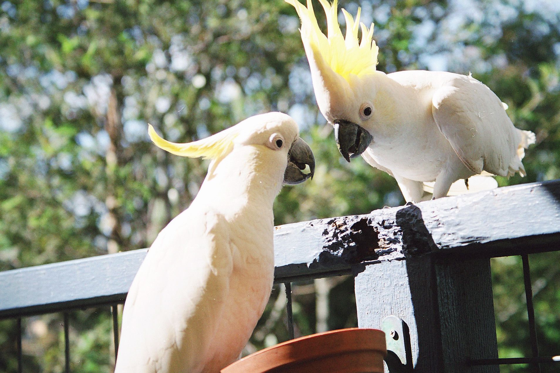 Dos cacatúas blancas posadas en una barandilla, con un fondo verde desenfocado.