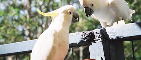 Two white cockatoos perched on a railing with a blurred green background.