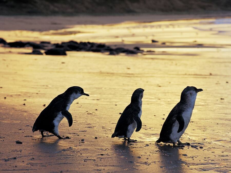 Three penguins walking on a sandy beach.