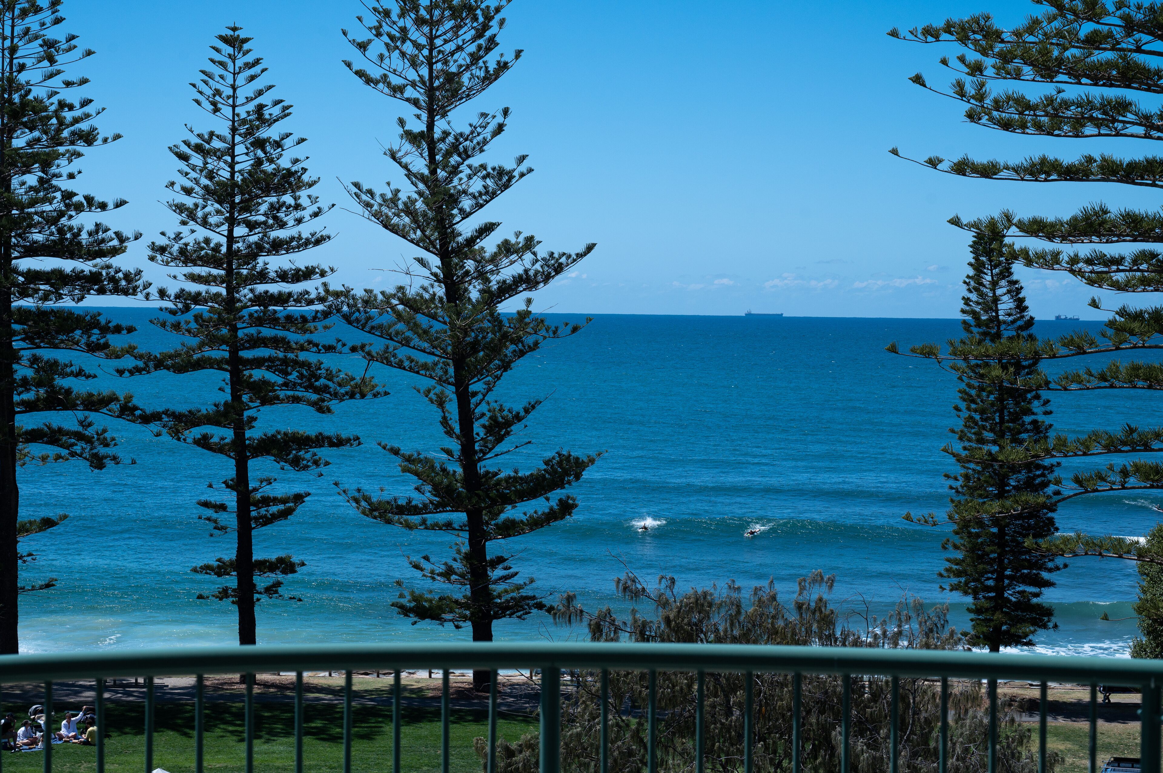 A coastal view with tall pine trees and a clear blue sky.