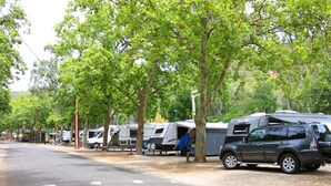 A row of RVs parked along a road with trees in the background.