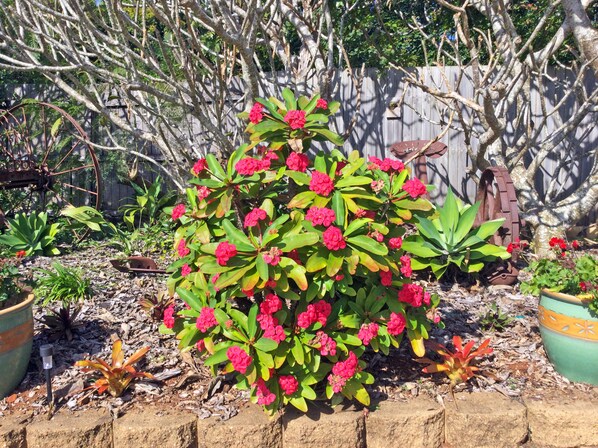 Jardin