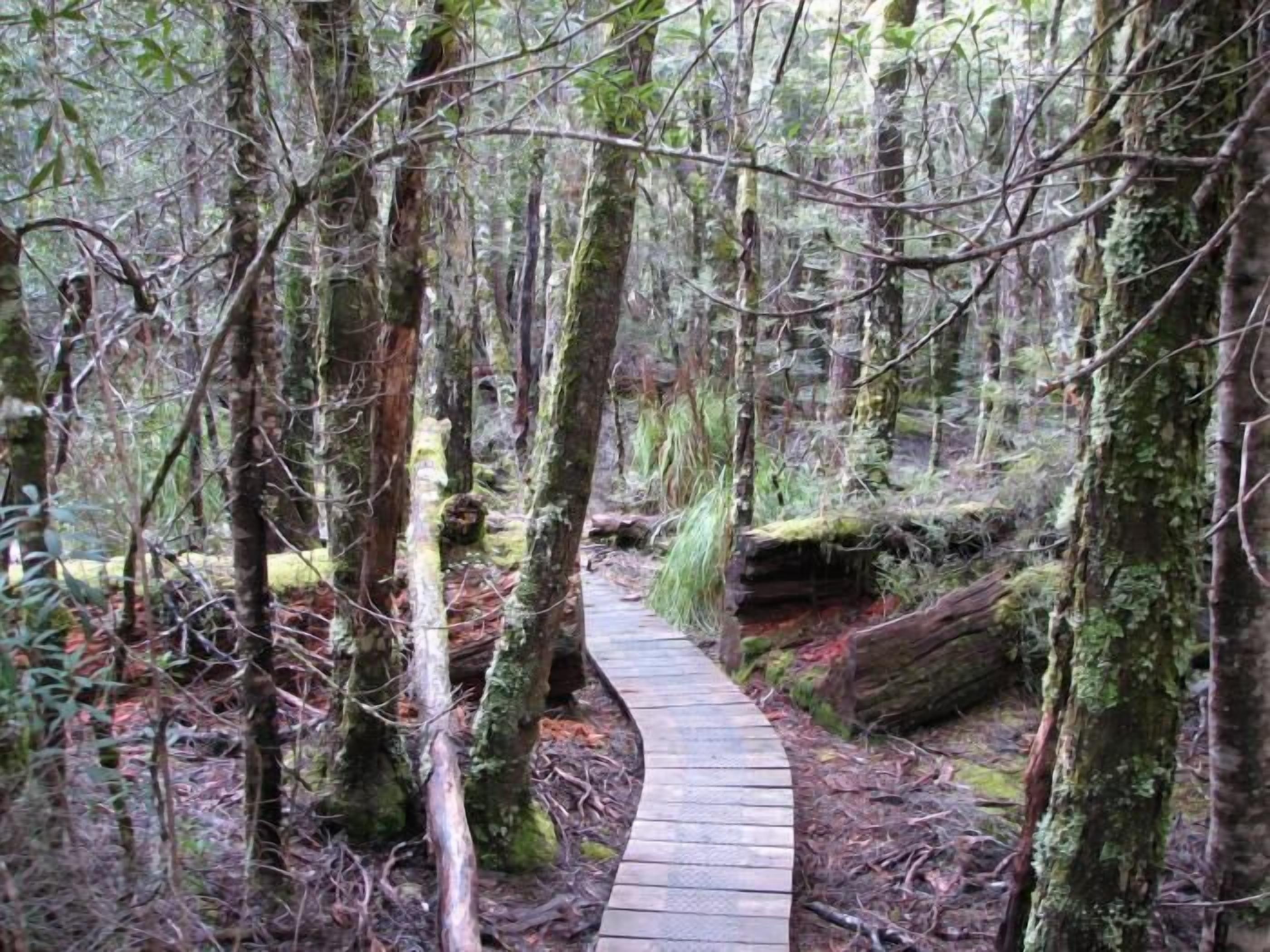 A narrow wooden pathway winding through a forested area with tall trees and moss-covered trunks.