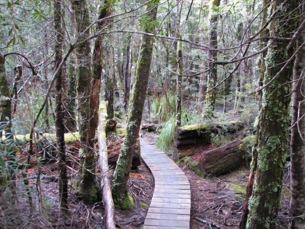 A narrow wooden pathway winding through a forested area with tall trees and moss-covered trunks. - Derwent Bridge Chalets & Studios (Derwent Bridge)