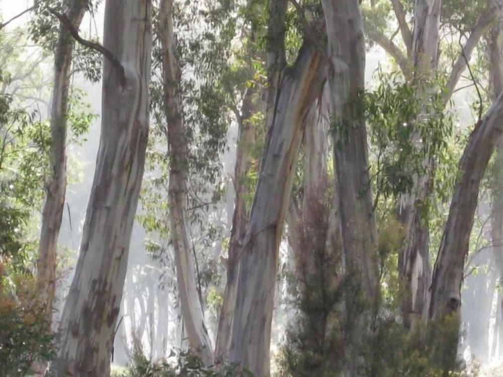 Derwent Bridge Chalets & Studios by null