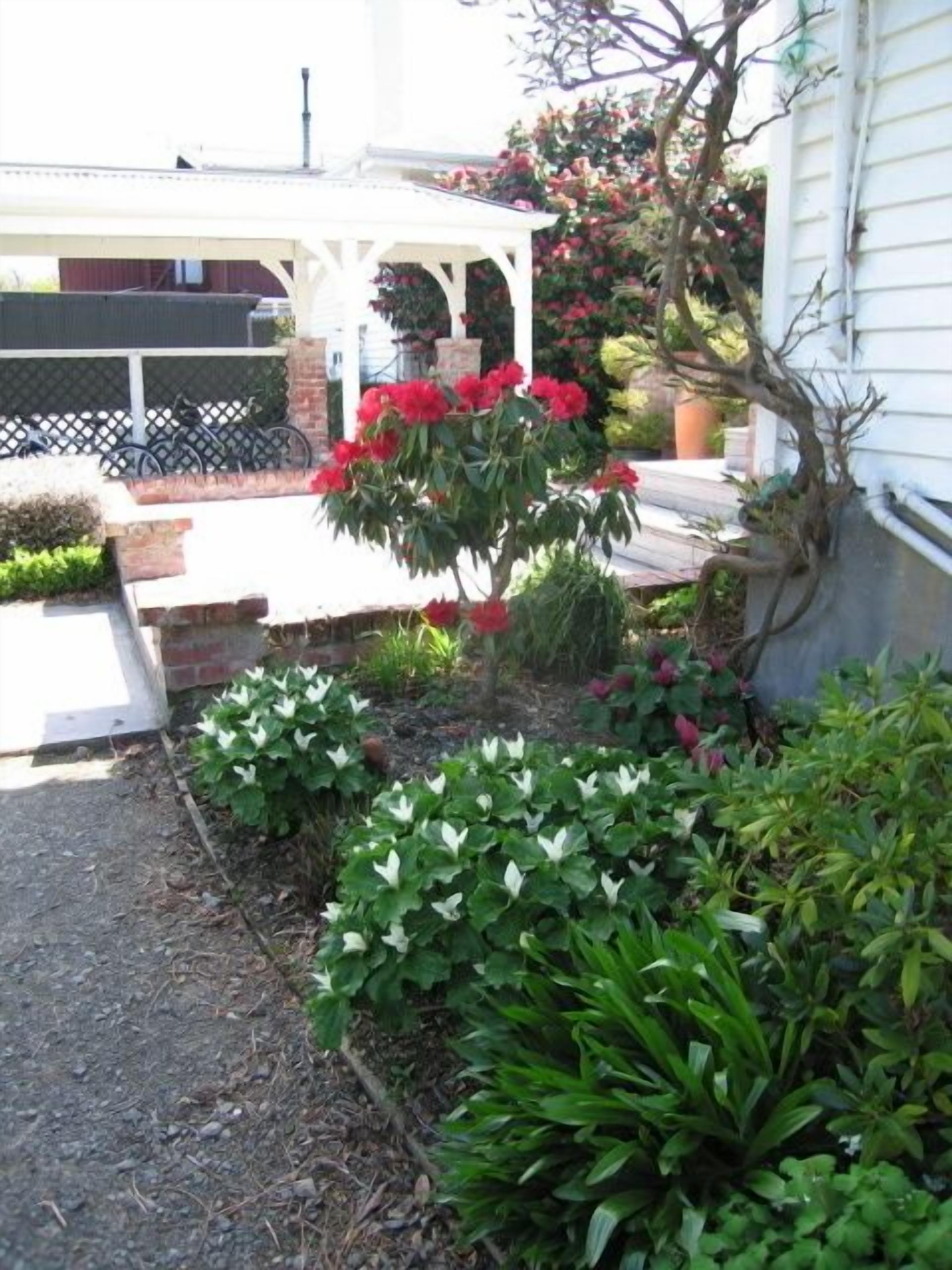 A garden with various plants and a white structure.
