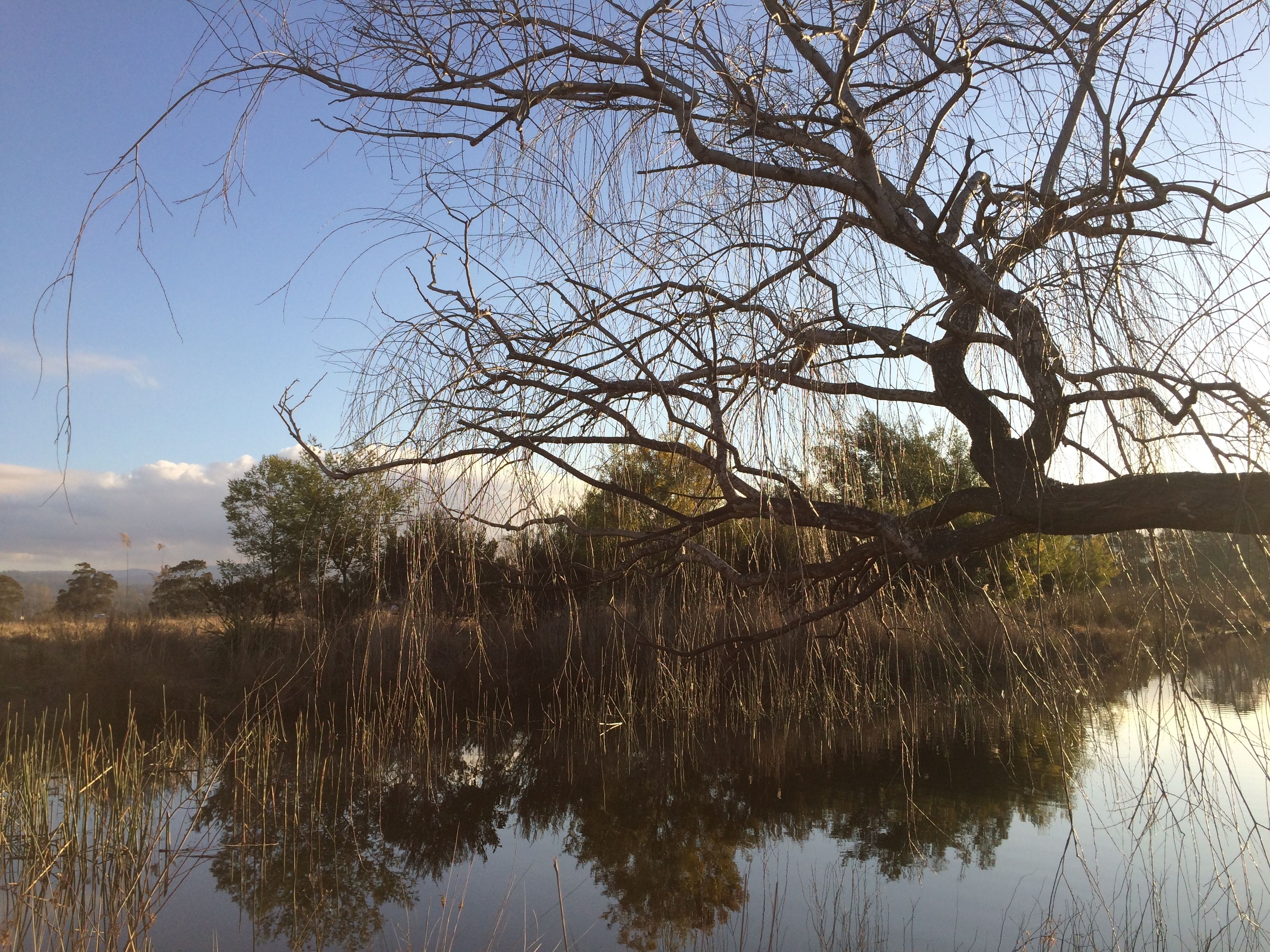 Un árbol con ramas desnudas sobre un cuerpo de agua tranquilo, rodeado de pastos altos y un cielo despejado.