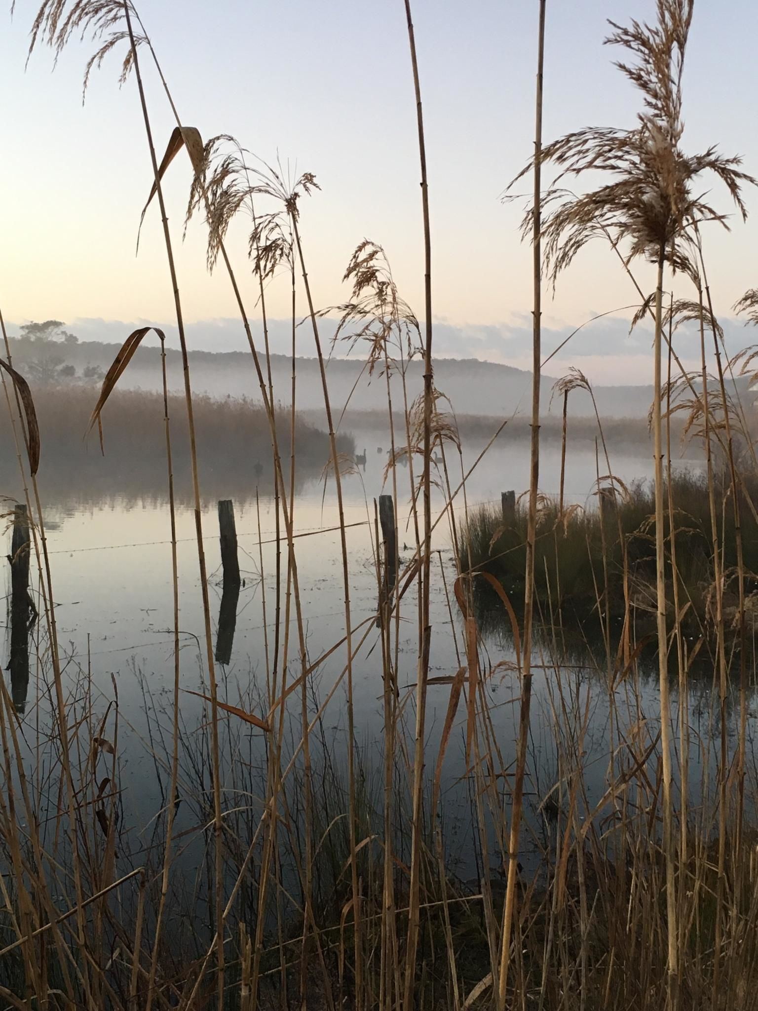 A tranquil lakeside scene with tall grasses and a misty background.