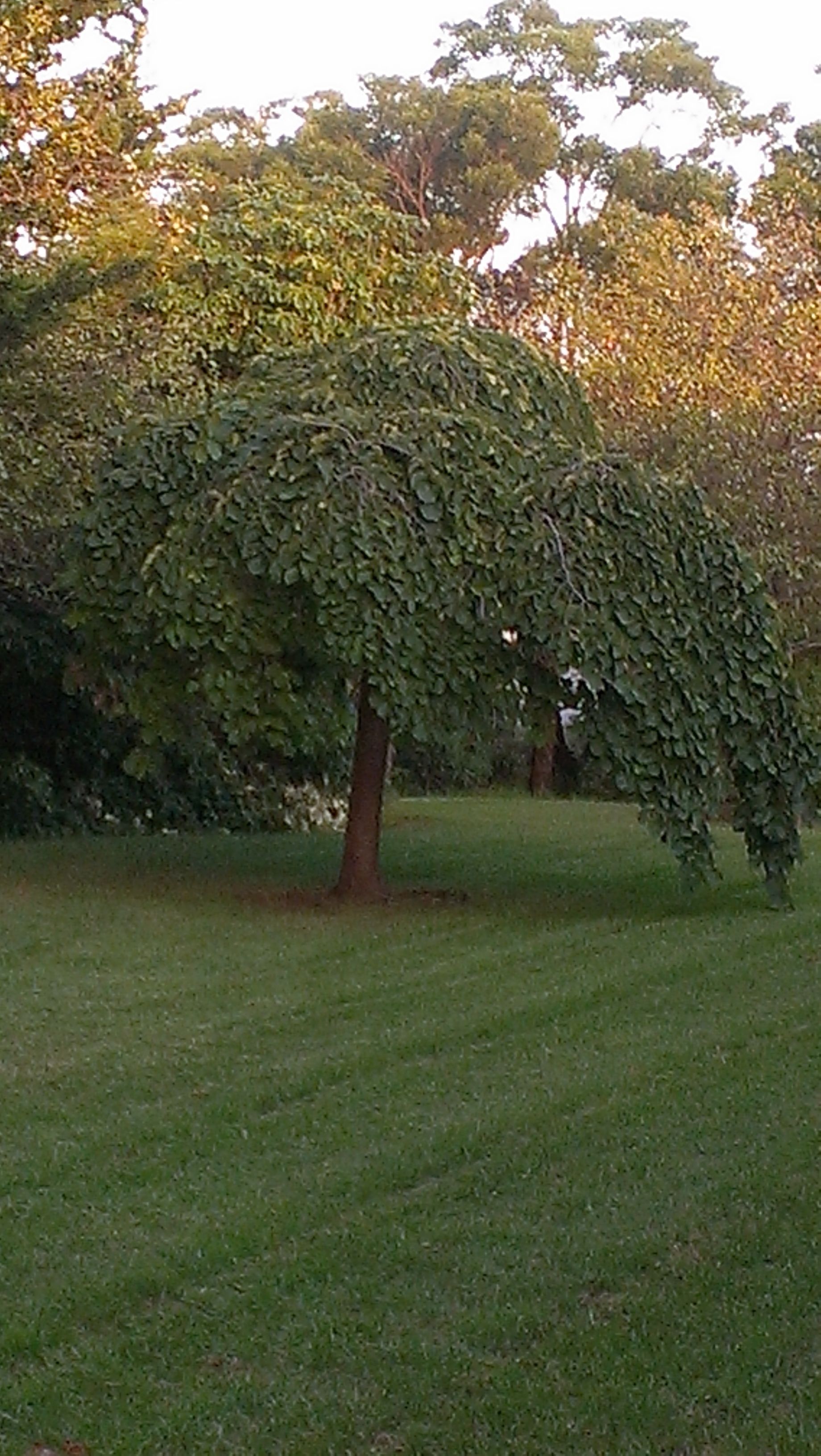 A tree with a dense canopy of green leaves in a grassy area.