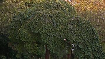 A tree with a dense canopy of green leaves in a grassy area.