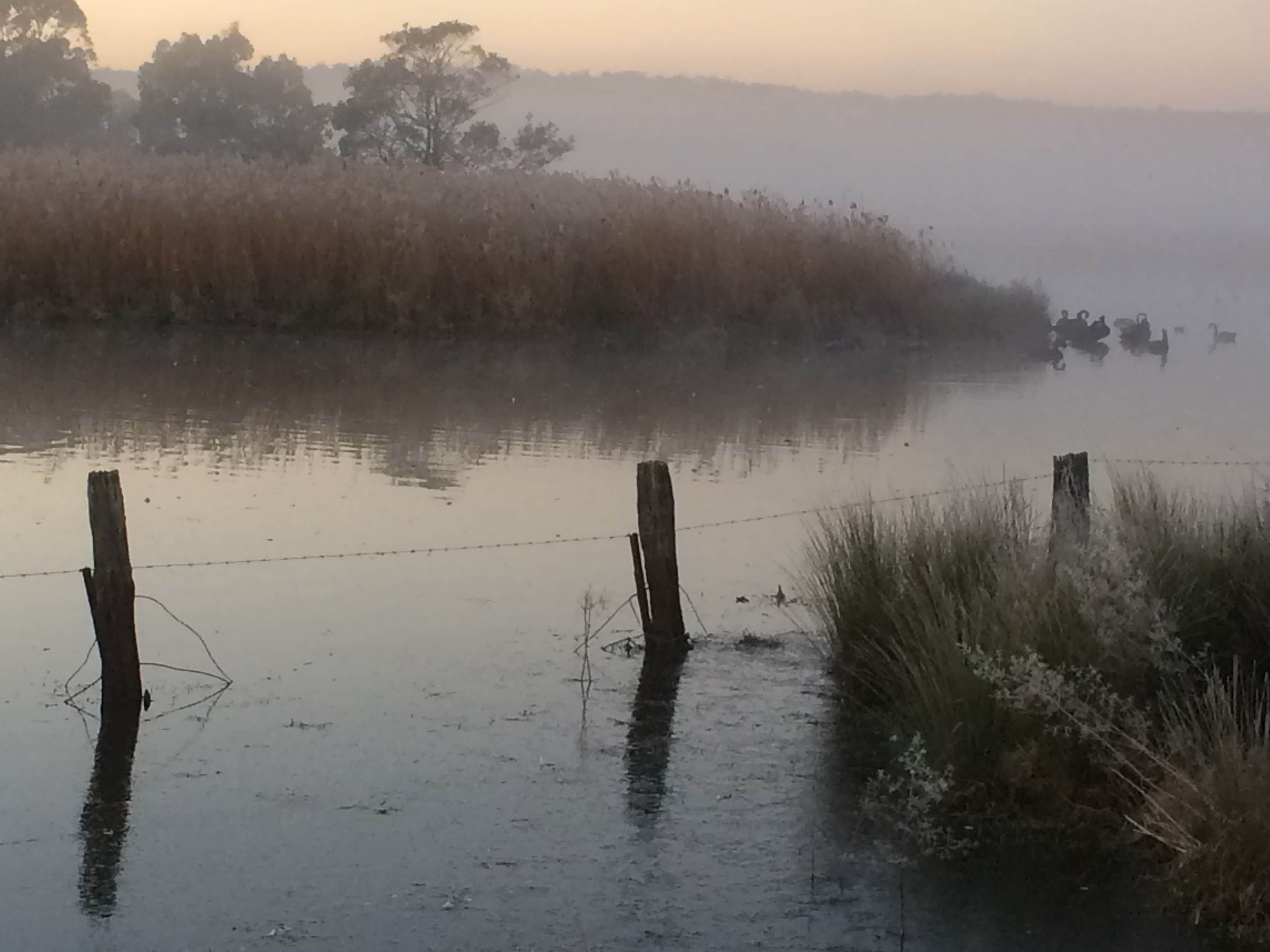 Zona inundada con una cerca de alambre de púas y pastos altos.