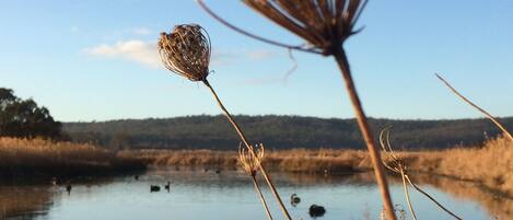 Una planta seca en primer plano, con una masa de agua y un paisaje boscoso al fondo.