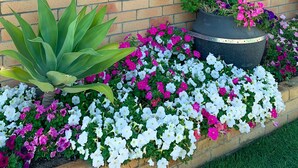 A brick wall with a metal fence and a potted plant with pink and white flowers. - Squatters Homestead Motel (Casino)