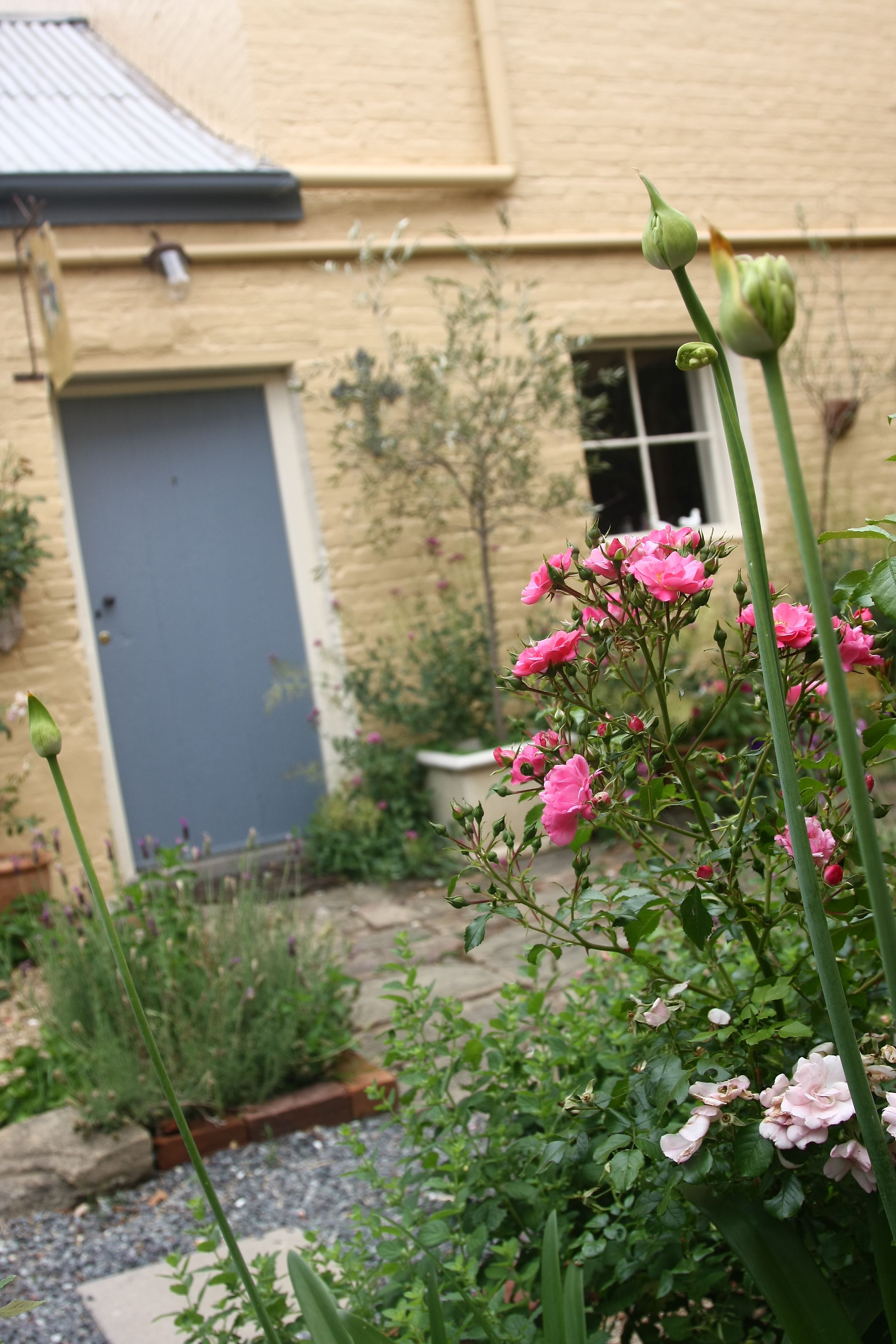 A garden with pink flowers and a building with a blue door and windows.