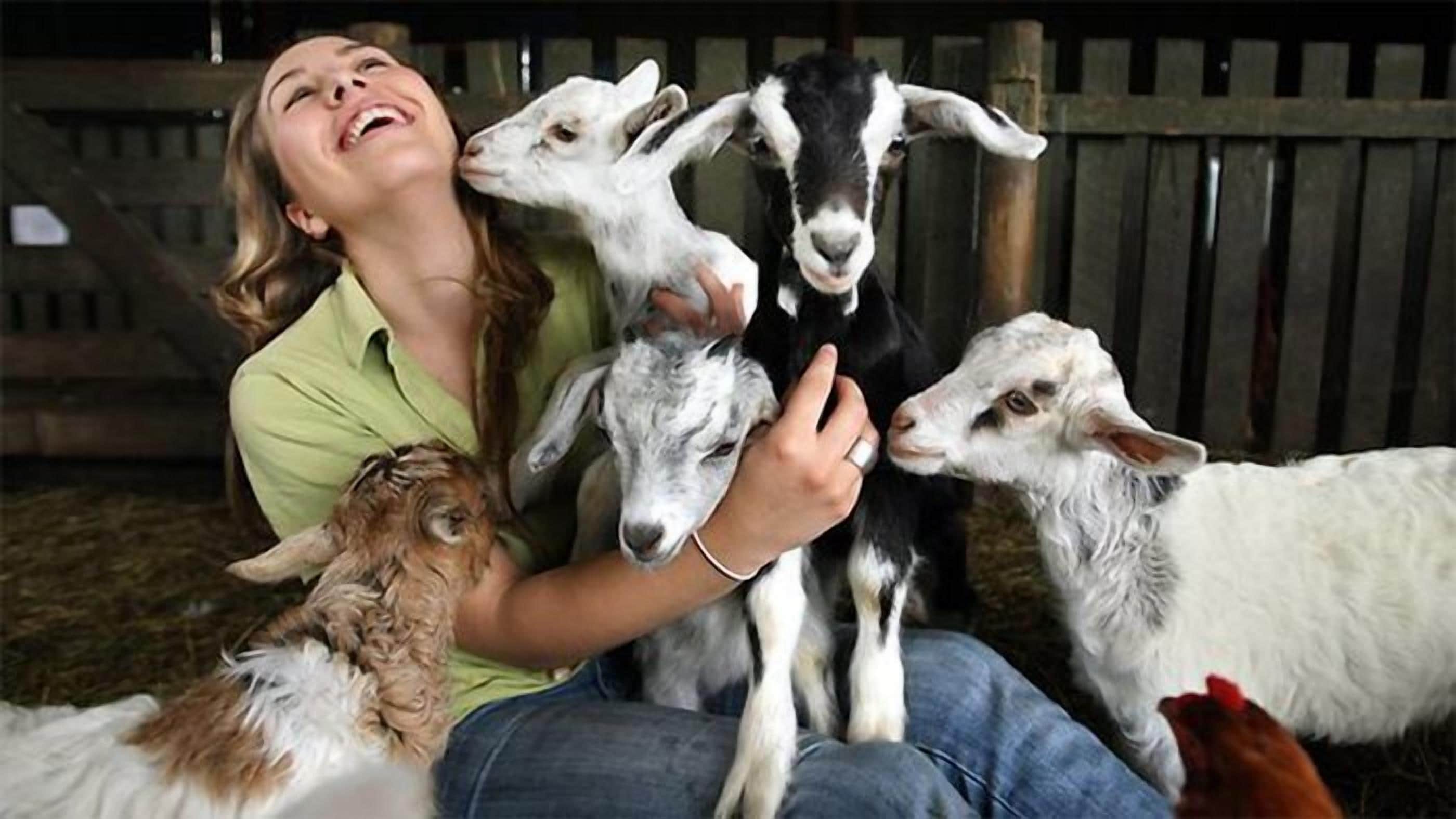A person sitting on the ground with four goats around them.