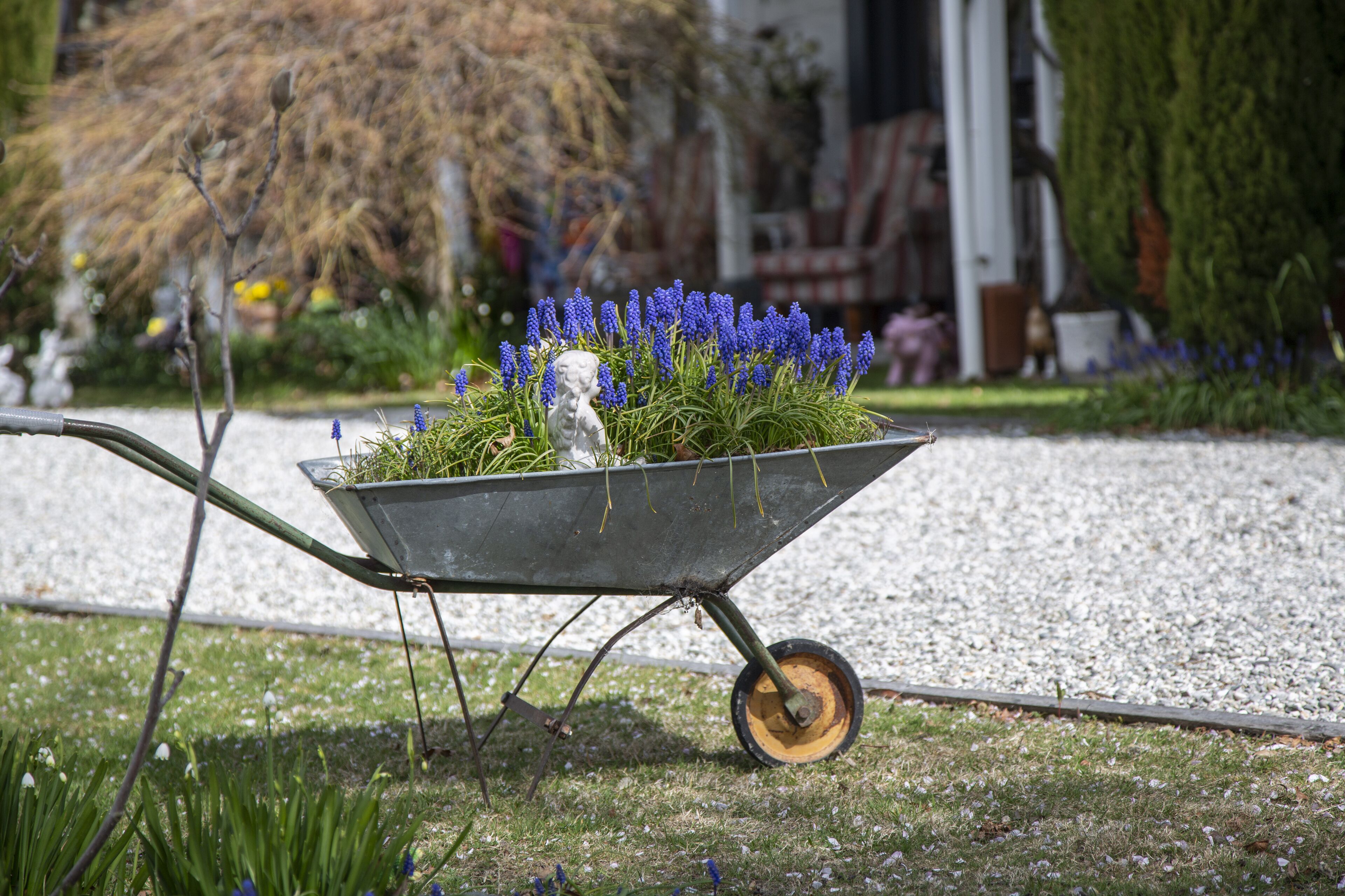A wheelbarrow with blue flowers and a statue on a gravel path.