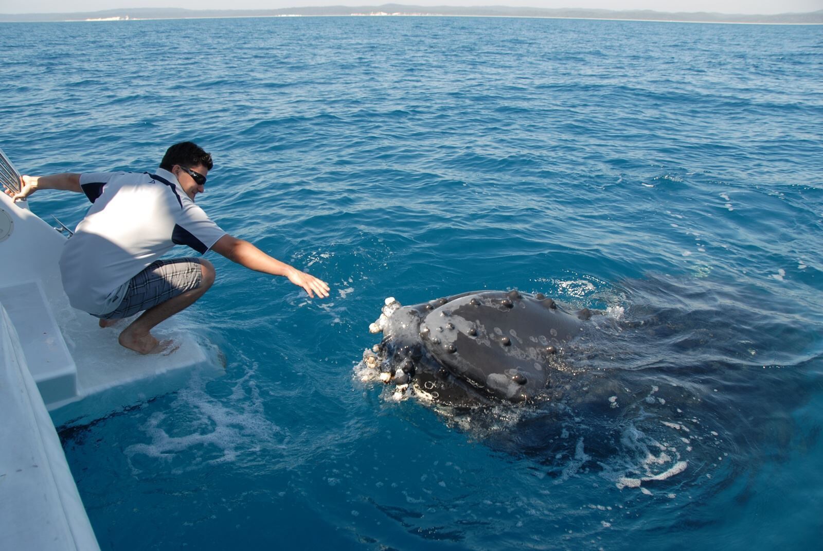 A person on a boat interacting with a whale in the ocean.