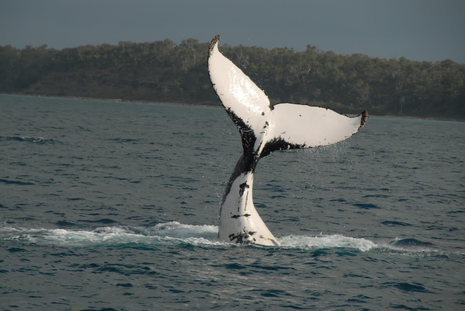 Una cola de ballena emergiendo del agua, mostrando un salto.