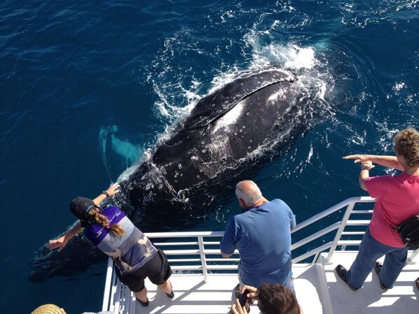 A whale breaching the water, with people on a boat observing. - Sunseeker Motel (Scarness)