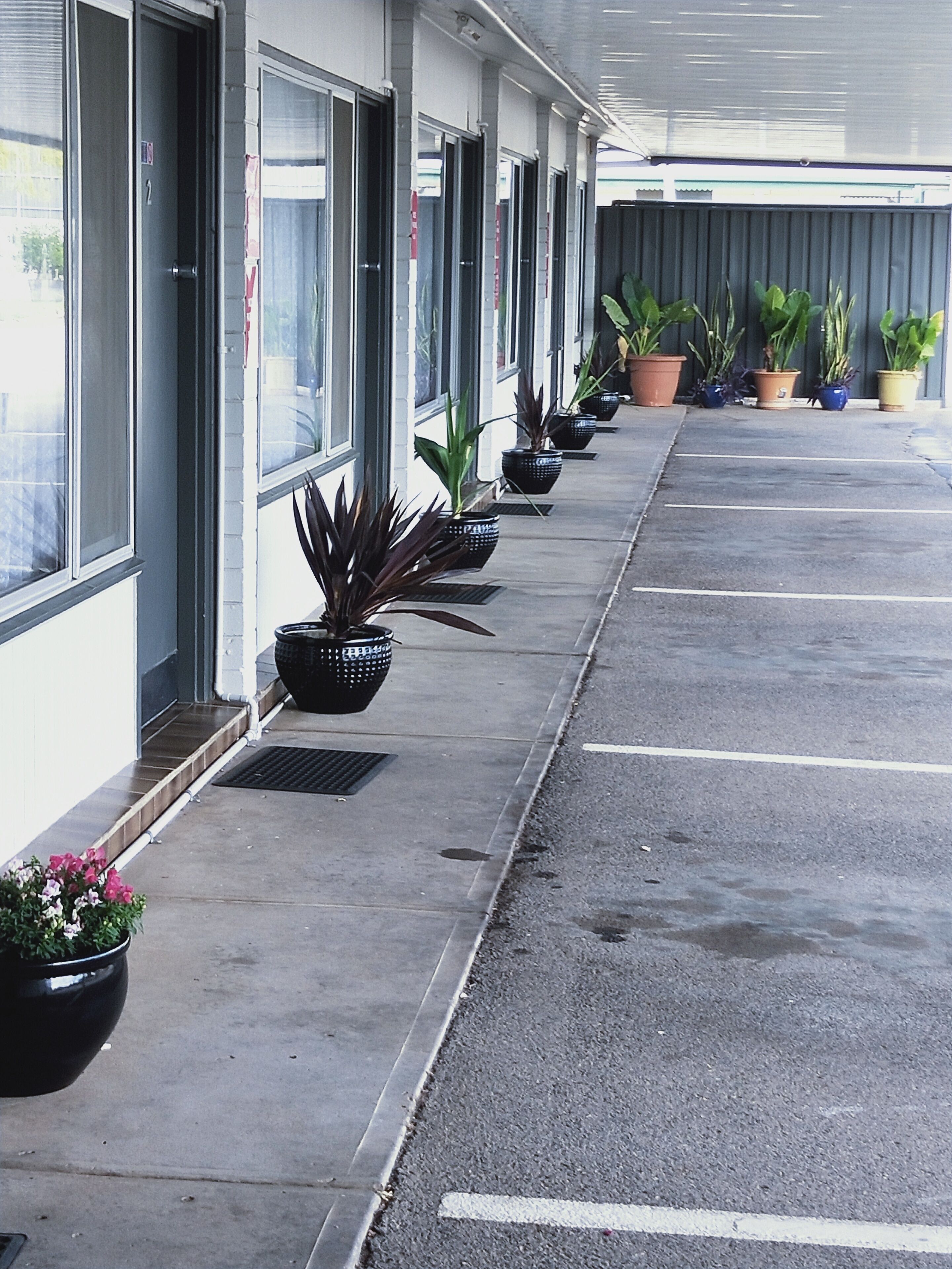 A row of potted plants along a building's exterior.
