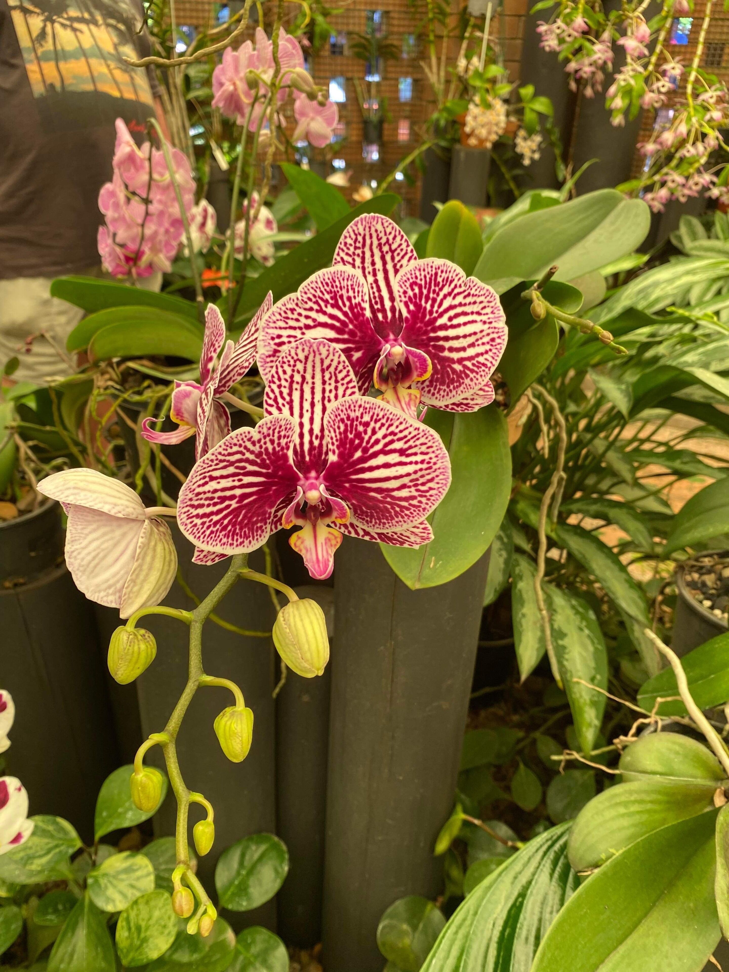 Ein Gewächshaus mit Orchideen und anderen Pflanzen.