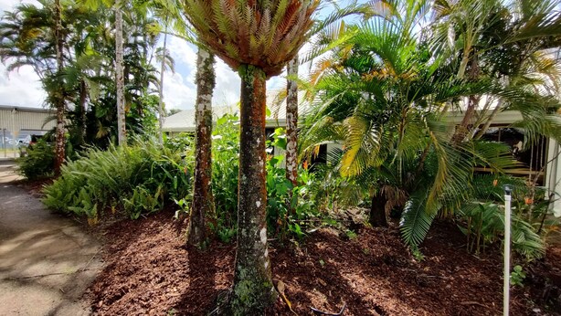 A garden with various plants and trees, including palm trees and ferns, with a building in the background. - Tully Motel (Tully)