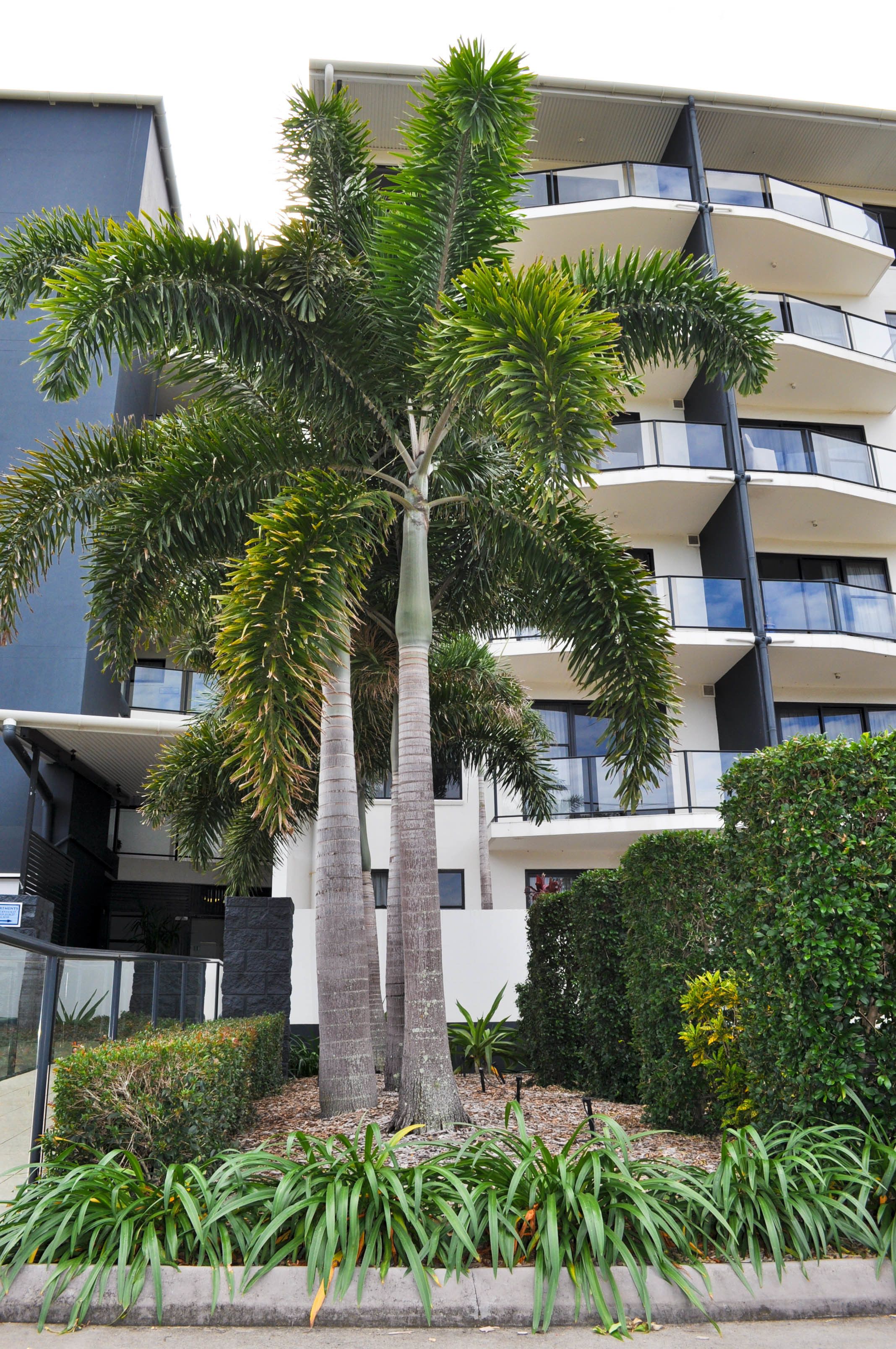 A modern building with multiple balconies and a central palm tree.