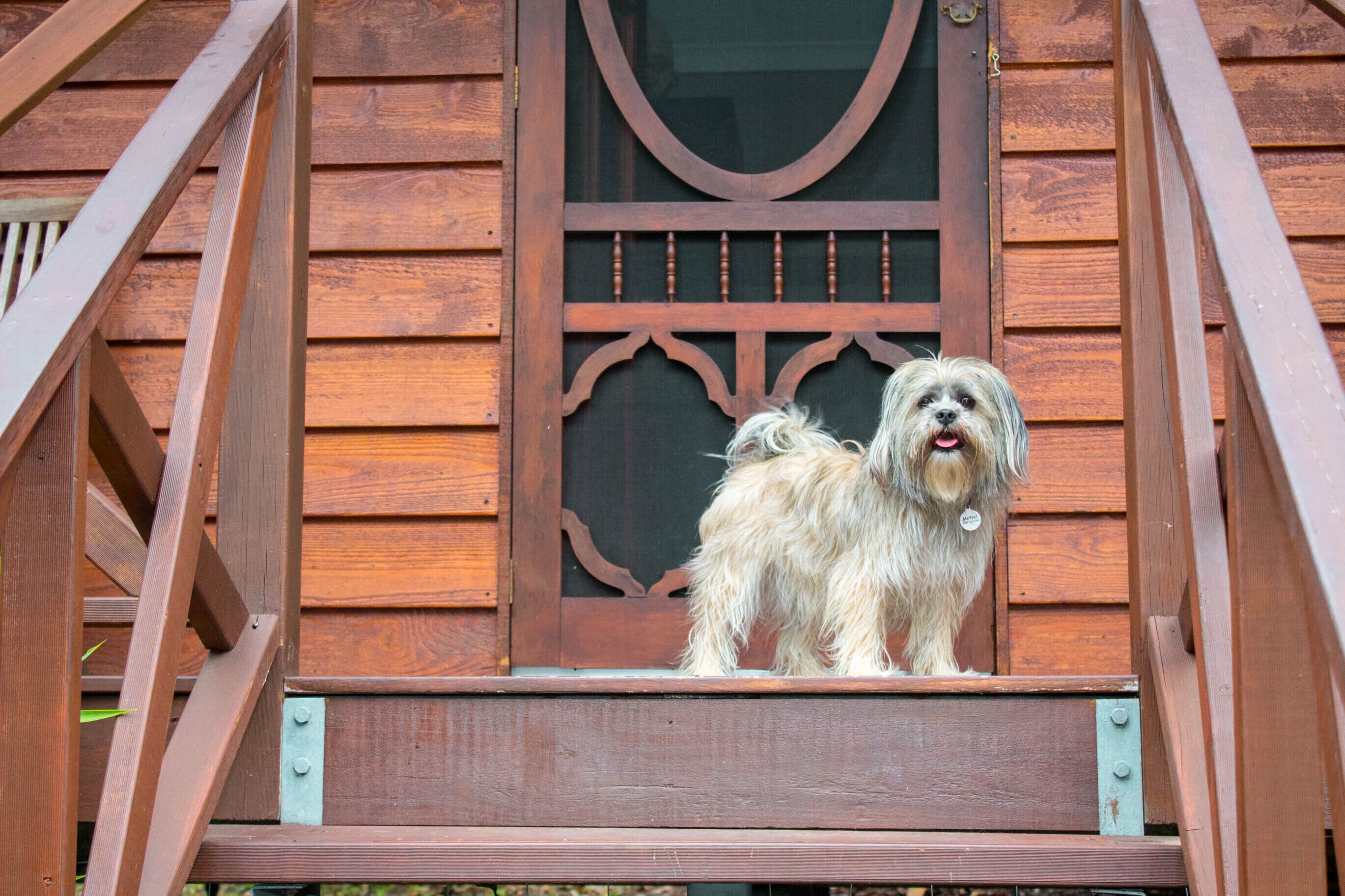 Een hond staat op een houten terras, met een decoratieve metalen poort op de achtergrond.