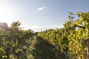 A vineyard with rows of grapevines under a clear sky.