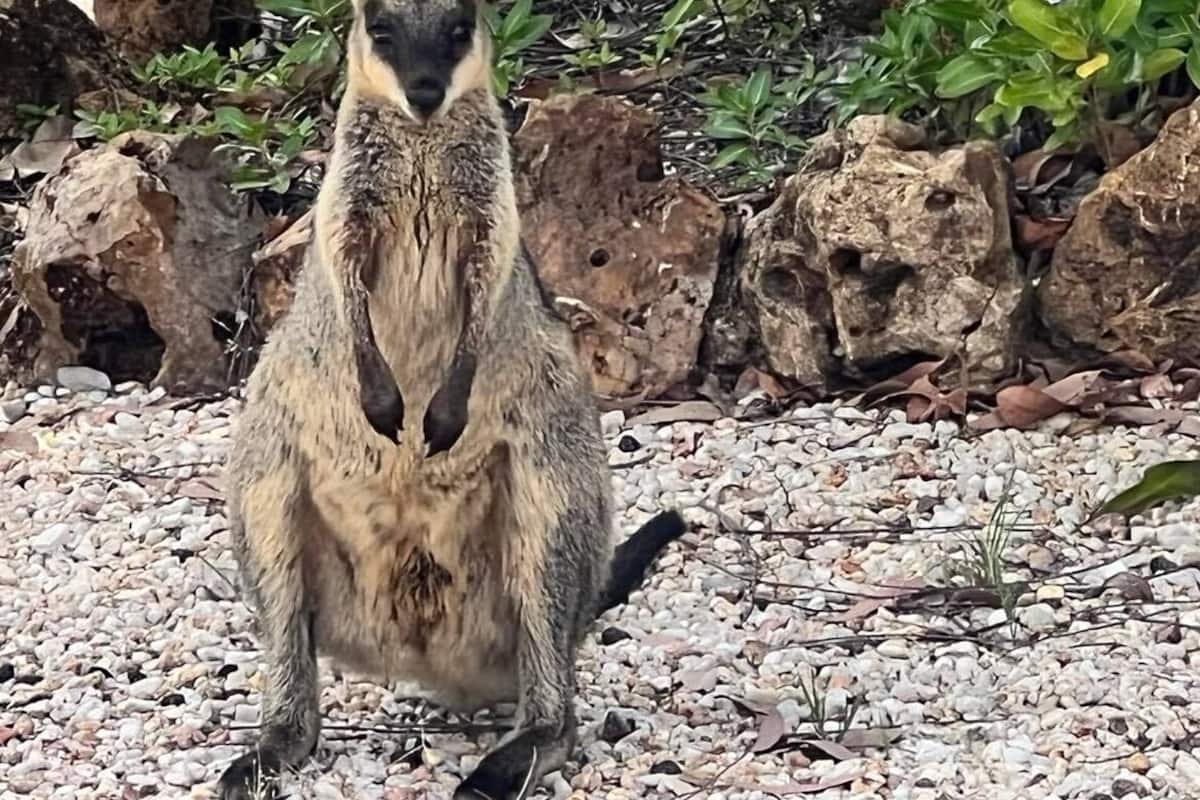 A kangaroo standing on a gravel surface with rocks and greenery in the background.