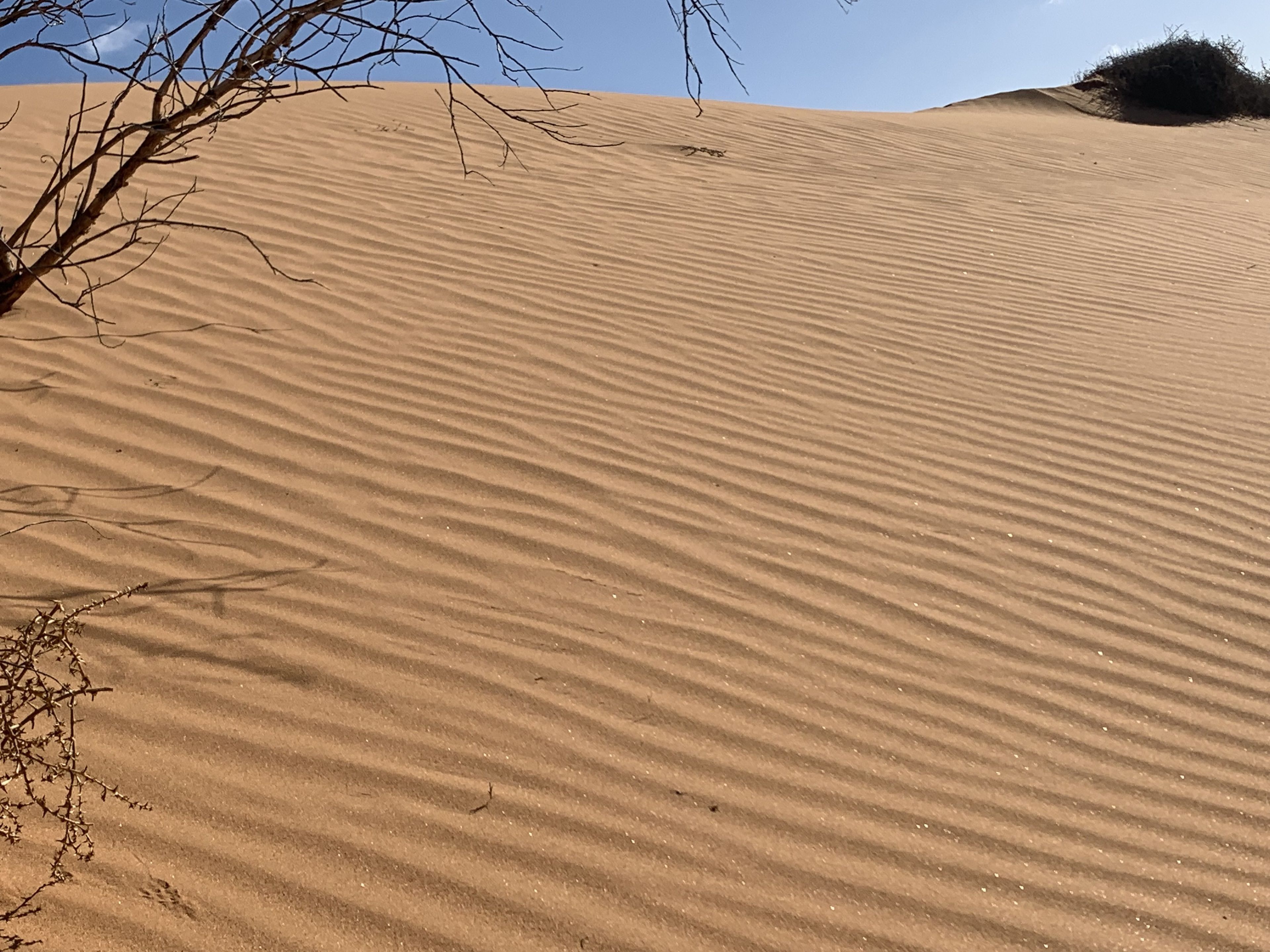 Un paisaje de dunas arenosas con vegetación escasa.