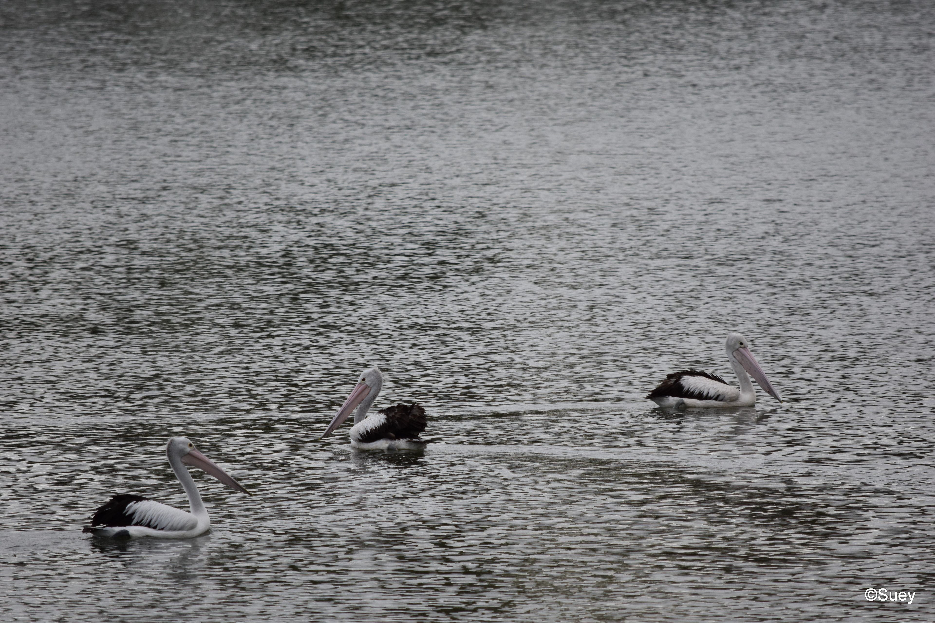 Three pelicans swimming in calm water.