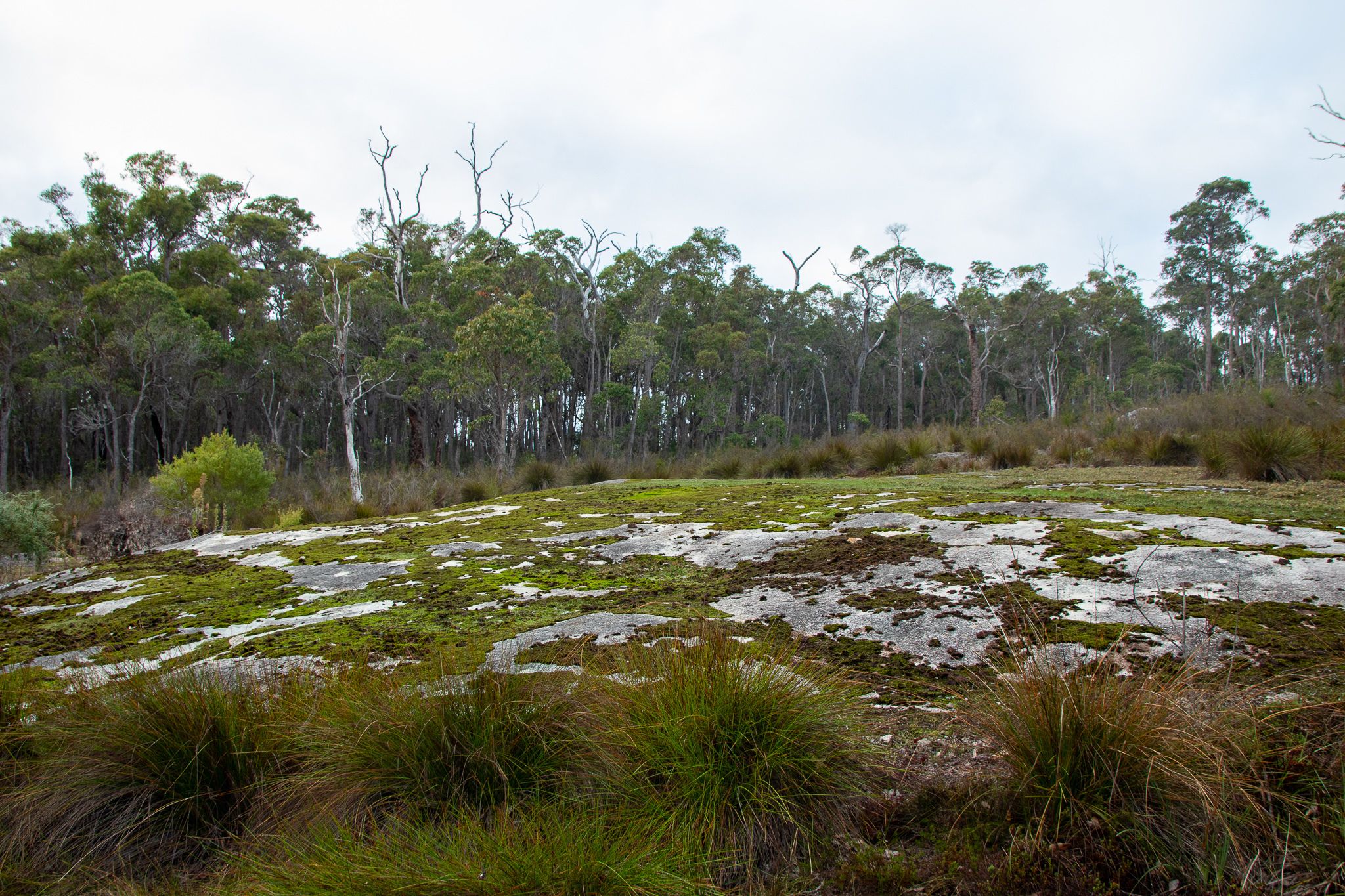 zephyr | garden view