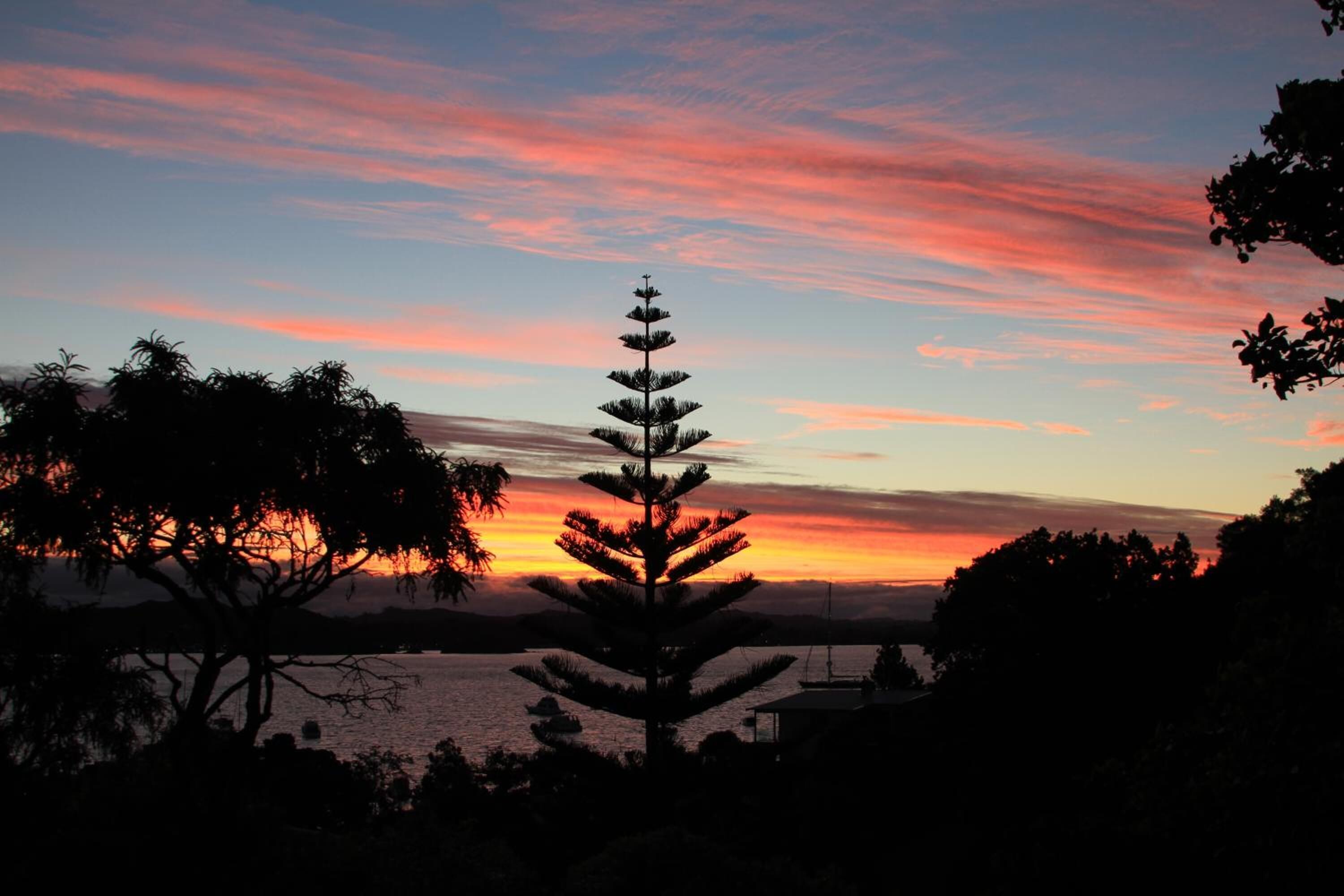 A silhouette of a coniferous tree against a sunset sky.
