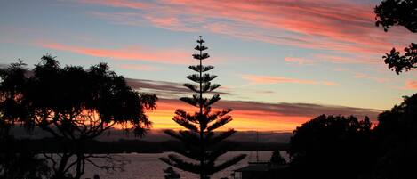 A silhouette of a coniferous tree against a sunset sky.