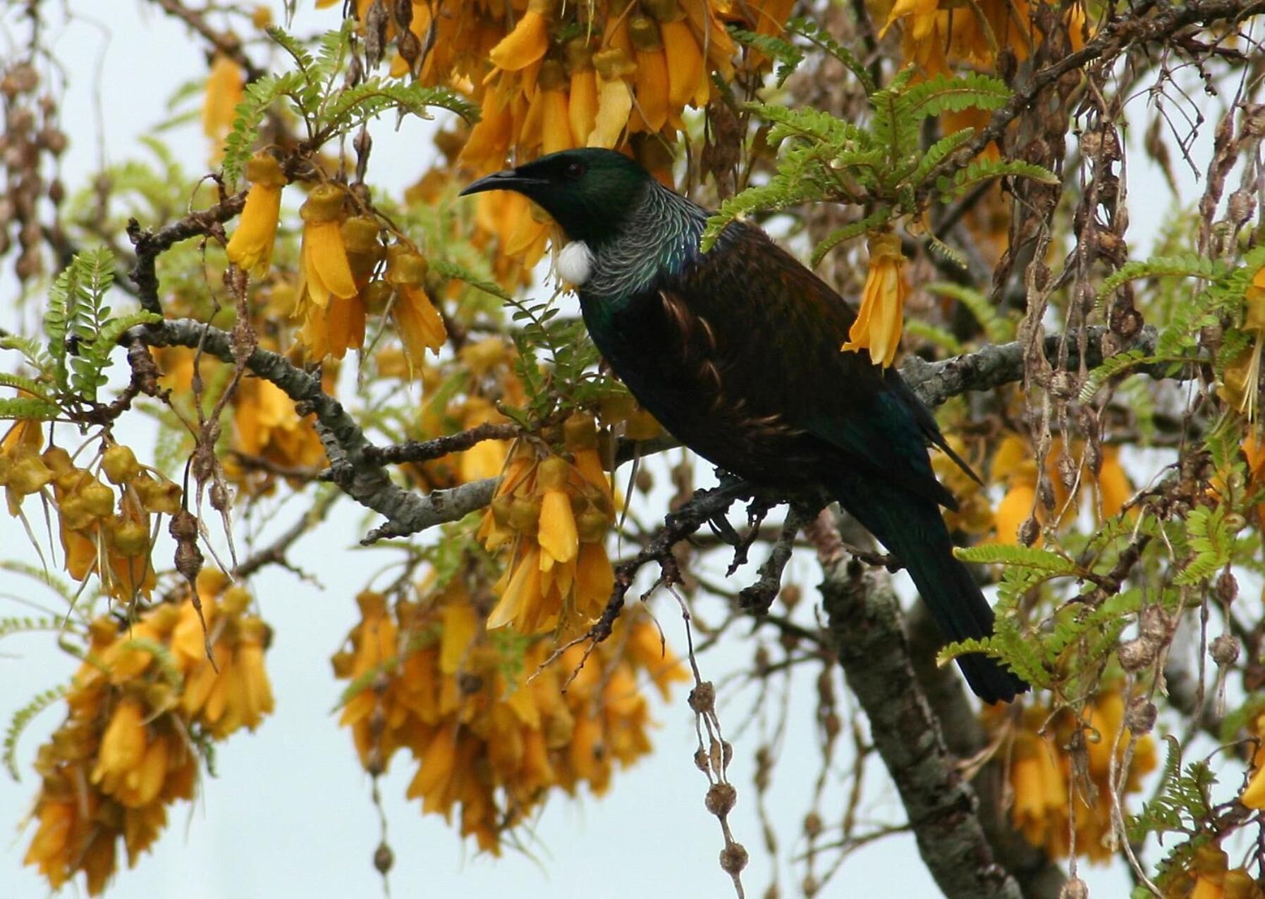 Un oiseau était perché sur une branche d’arbre ornée de fleurs jaunes.
